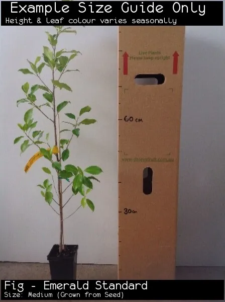 Fig - Emerald Standard (Ficus microcarpa var. hillii) Tree Plant