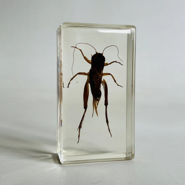 REAL LIFE BUGS And Insects National Geographic Taxidermy Asiatic ...