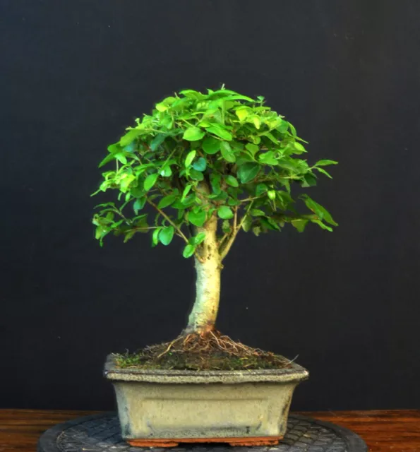 Bonsai Chinesischer Liguster Ligustrum Sinensis  Pflegeleicht Indoor