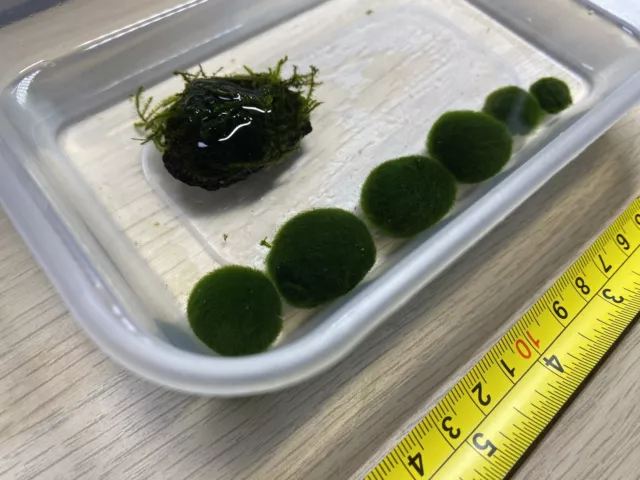 4 large 2 Small  MARIMO MOSS BALLS + Christmas Moss on Lava Rock Live Plant