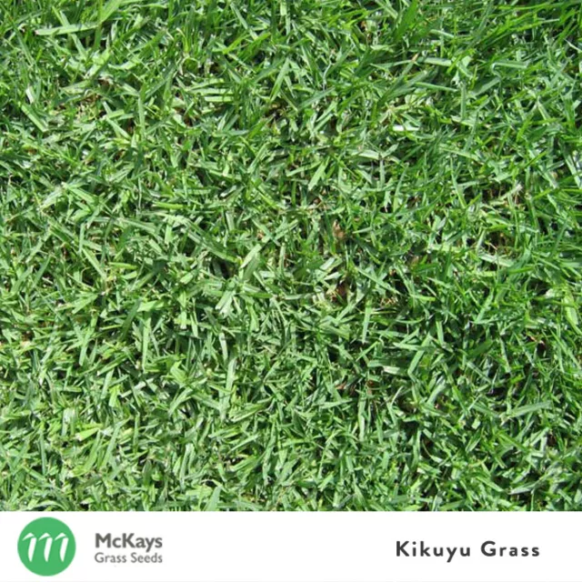 McKays Kikuyu Grass Seed Blend - 1kg - Lawn Seed (Contains 20% Kikuyu)