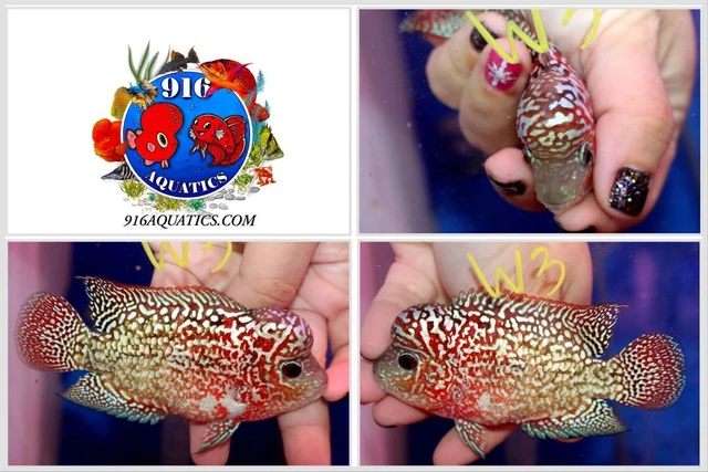 3.5 Inch King Kamfa Live Flowerhorn #W3
