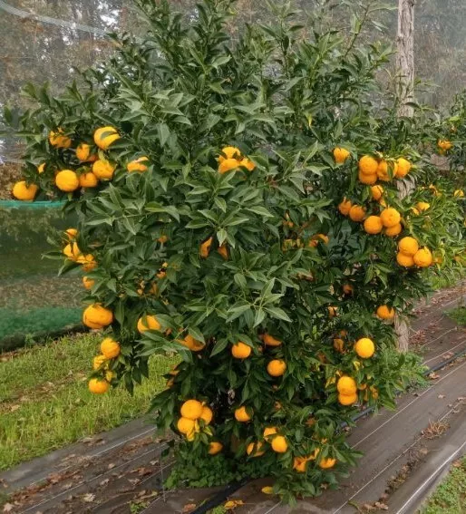 Citrus x junos greffé sur Poncirus trifoliata / Citronnier Yuzu / Conteneur d...