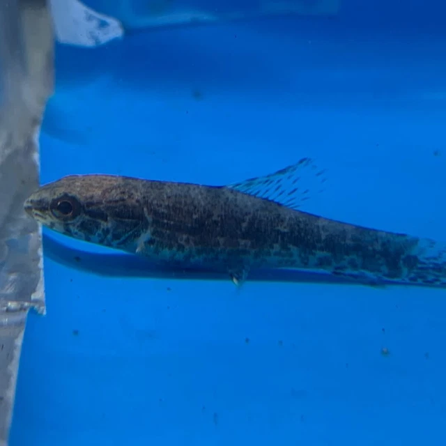 Columbian wolf fish 3-4" live tropical fish
