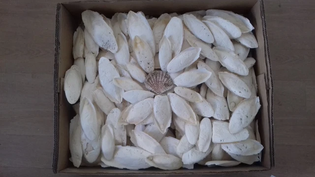 7 kg. sepiaschalen 8~18 cm. sepia groß pack fördern►13,50€./ KG  geliefert
