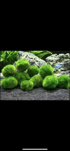 1" inch Marimo Moss Ball (Cladophora Live Aquarium Plant) Fish Tank plant