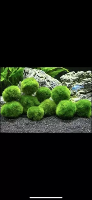 2" inch Marimo Moss Ball (Cladophora Live Aquarium Plant) Fish Tank plant