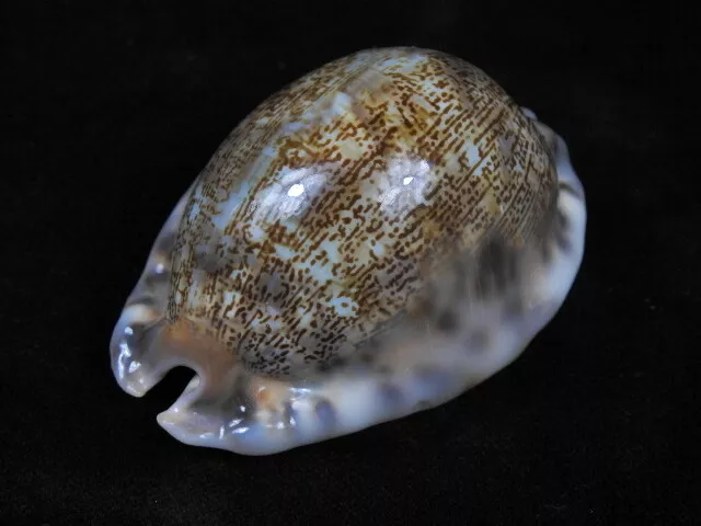 Sea shell Cypraea mauritia arabica f.gibba 71.2mm ID#6791