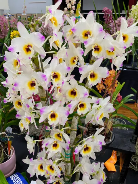 Softcane Orchid Dendrobium Pink Gem"Elegance' x Xmas Chime "Azura" - Unflowered