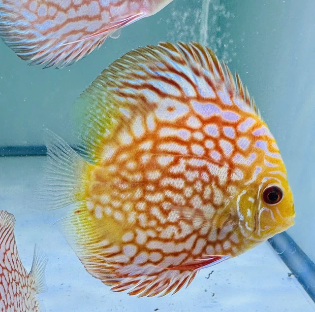 Red Pigeon Live Discus Fish 3+" 4+" Tropical Fresh Water Discus Fish Guarantee!