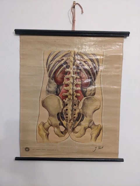 John Body Structure VINTAGE HUMAN ANATOMY Body Wall Chart. Anatomical Poster. St. John's ...