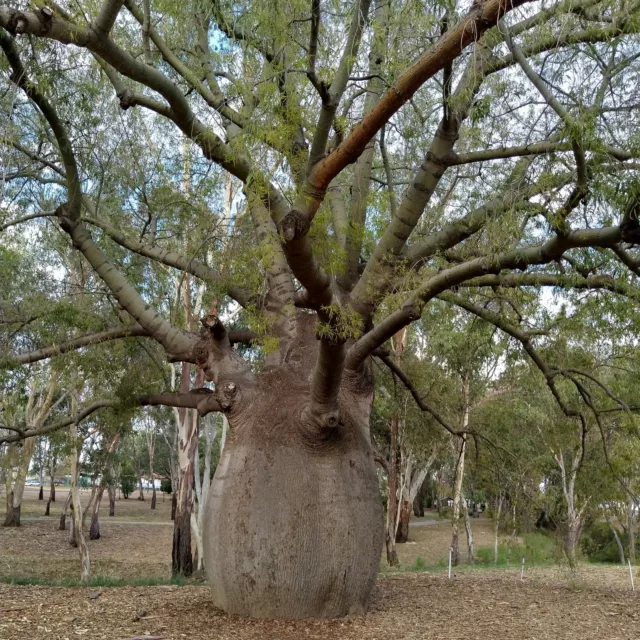 Queensland Bottle Tree (Brachychiton rupestris) - 10 seeds