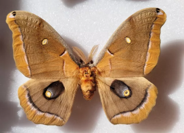Antheraea polyphemus male A1 very rare 116mm