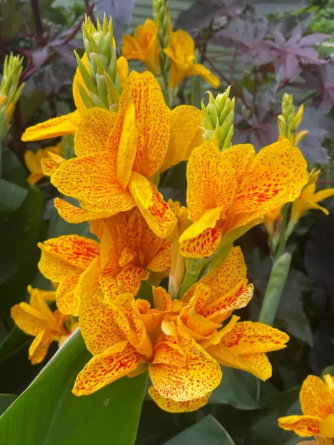 Canna Elizabeth Hoss, Heirloom canna, Perennial Plant