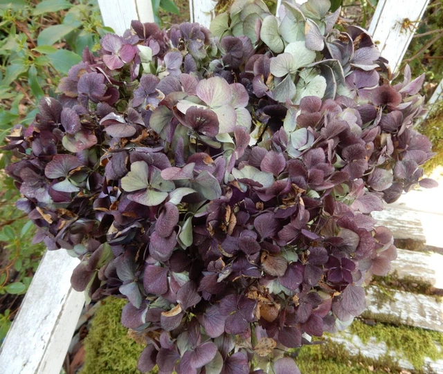 11 Flores de Hortensia Seca Verde Lt, Crema + Borgoña Púrpura Primitivos SEGUNDOS