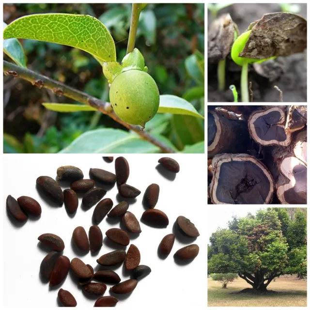 Very Rare Diospyros ebenum Pure  Fresh 10 Seeds Ceylon Ebony India Ebony Tree