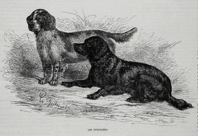 Dog English Springer Spaniel & Welsh Springer Spaniel, 1870s Antique Print