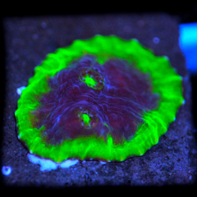 COE WYSIWYG Live Coral Frag ~ Dark Side Jelly Bean Chalice Coral - LPS