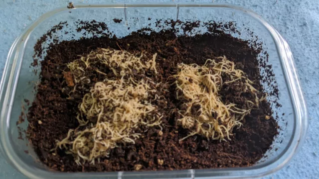 LIVE WHITE WORM FEEDER CULTURE Fish Frog Newt Food Enchytraeus Albidus