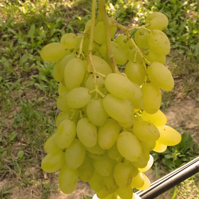 Kernlose Tafeltraube 'Sonja'Ⓢ Vitis vinifera 'Sonja'(s) Outdoor