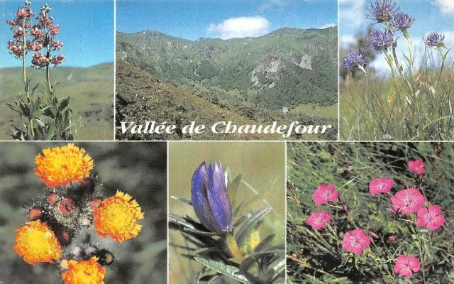 VALLEE DE CHAUDEFOUR - La Dent de la Rancune et la Crête de Coq - les fleurs