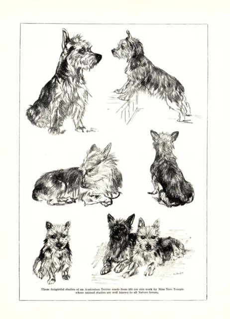1930s Antique Australian Terrier Dog Art Print Vere Temple Dog Art 3603-N