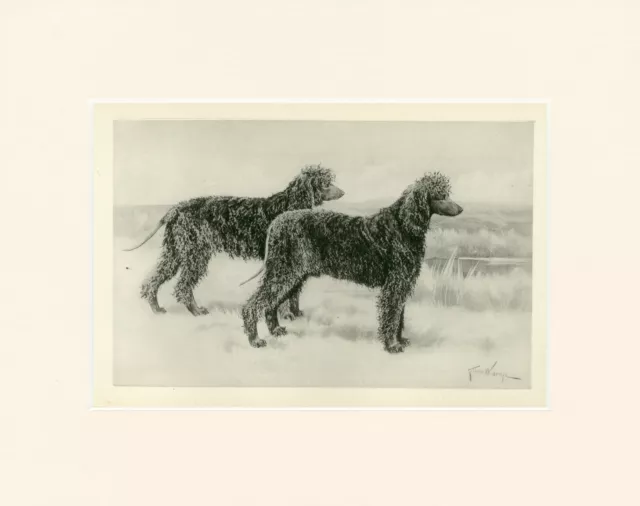 Irish Water Spaniel Rare 1897 Antique Dog Print By Arthur Wardle Ready Mounted
