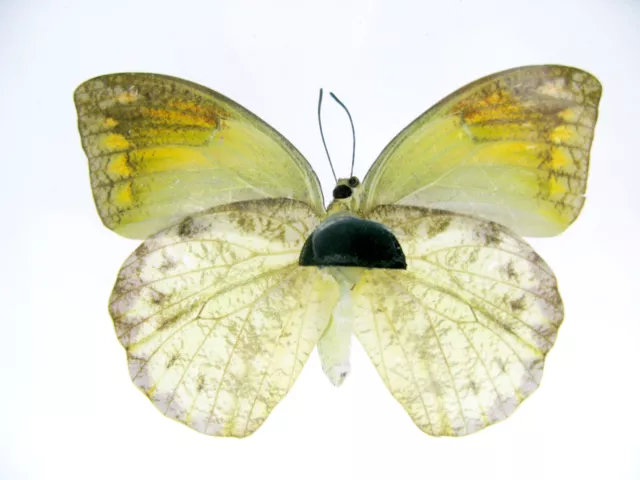 Emperor Orange - beau papillon réel, conservé dans la vitrine 3D - qualité musée 3