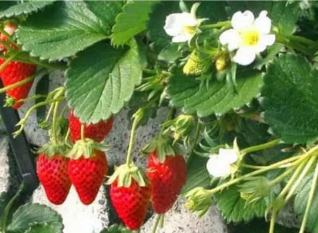 500 Graines non traitées Fraise des bois des 4 saisons - Quatre saisons