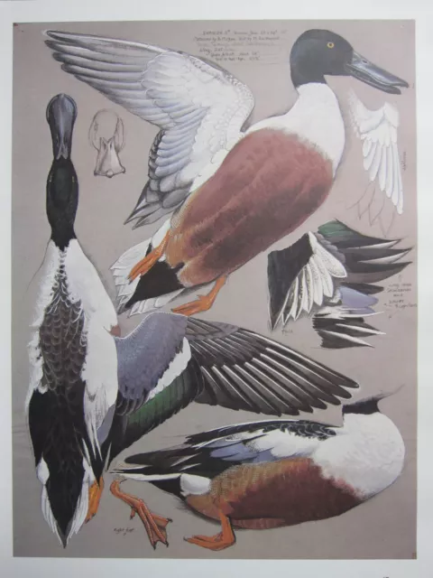 Beau Tunnicliffe Oiseau Imprimé~ Mâle Canard Souchet