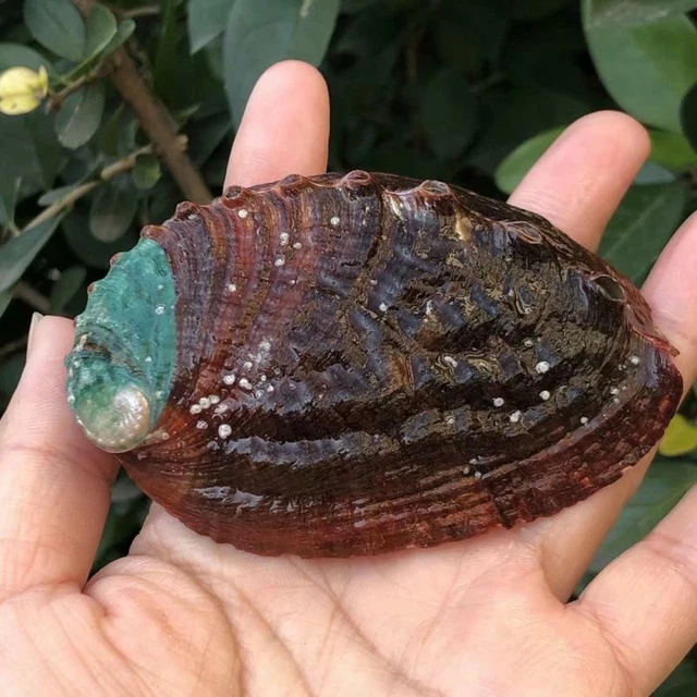 2X Mignon Abalone Coquillage Naturel Conque Coque Poisson Réservoir Paysage Prop