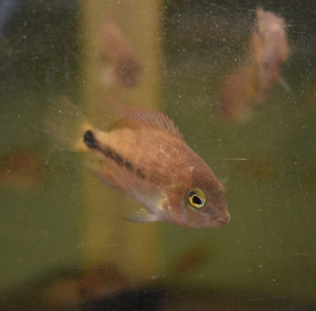 Live Vieja Bifasciatus Cichlid (2" Rare Young Aquarium Fish) PLS READ DESC 6