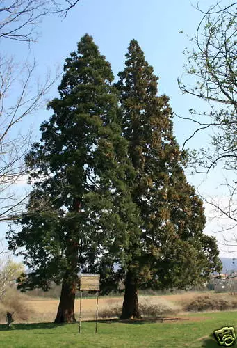 10 graines SEQUOÏA GEANT(Sequoiadendron Giganteum)G148 SEEDS SAMEN SEMI SEMILLAS