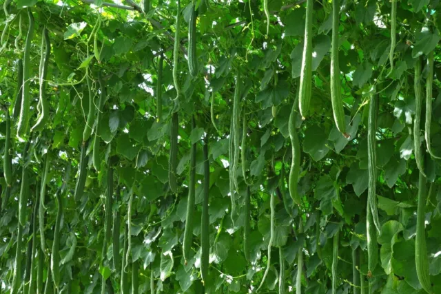 Cucumber seeds 50 Chinese cold hardy F1 Cucumber, organic rare seeds-815