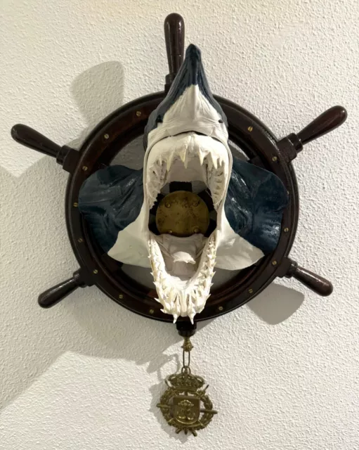 12.59"  Mako Shark Head.  Megalodon. Tiburon.