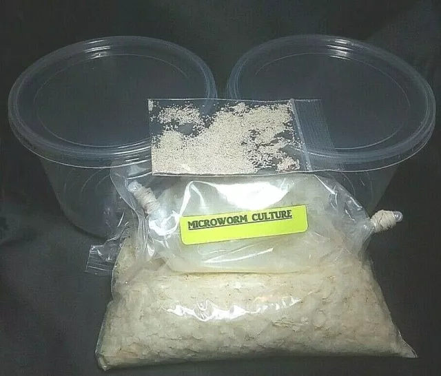 8 OZ MICROWORM CULTURE & 2 KITS Panagrellus redivivus Fry Food Guppy Betta B2G1