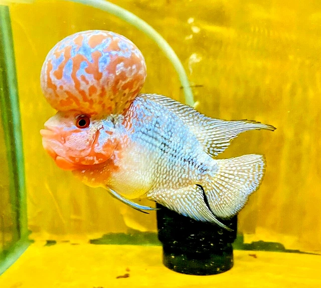 Live Fish Flowerhorn Super Red Dragon VERY BIG KOK Size 10-12CM Male