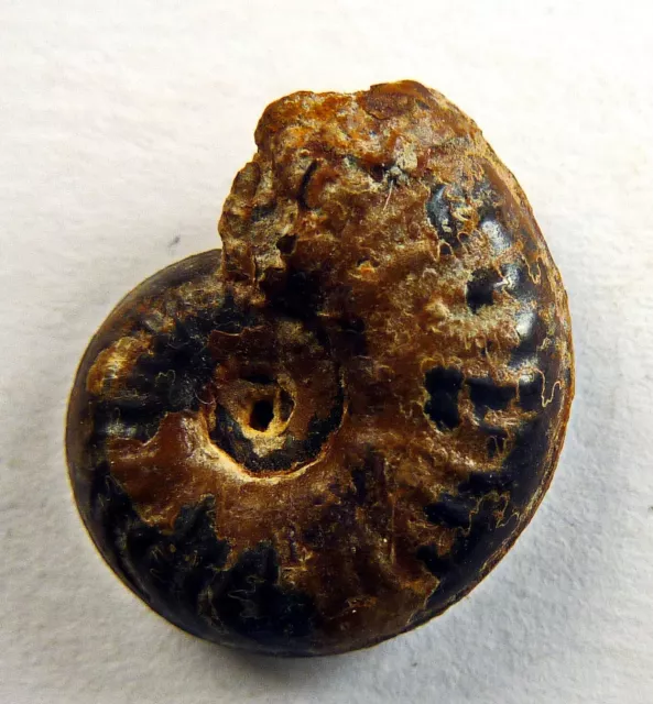 f132 Jura Ammonit pyritisiert Causses Provence Fossilien Fossils Ammonites
