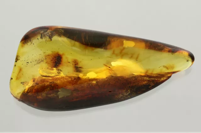 3 Fossil INSECTS Genuine BALTIC AMBER Greenish Solid Stone Piece 39g 230122-3