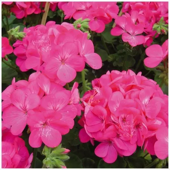 Geranium Apache Rose Seeds. Early flowering. Compact modern hybrid cultivar