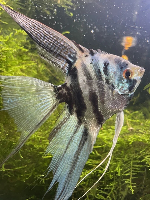 Electric Blue Angelfish - Dime Size (3,Pack)+(3,FREE) Will Ship 6 Total To You