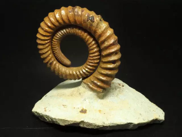 Natural color  Fossils of ammonites   Anetoceras sp.    205g  From the Kingdom