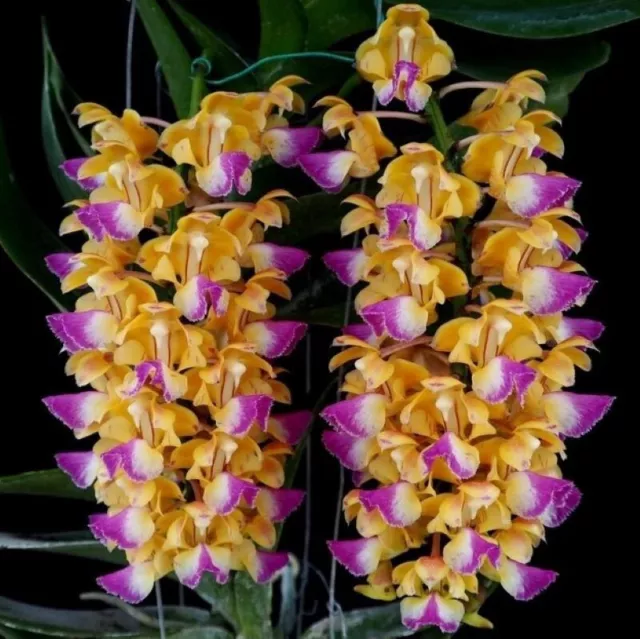 Orchid Species Aerides houlletiana big plant
