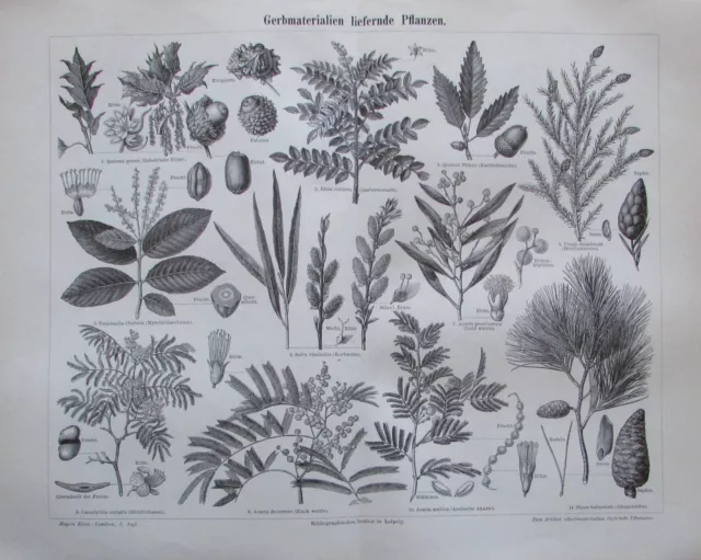 1897 Gerbmaterialien liefernde Pflanzen - altes Bild Druck Lithographie Botanik