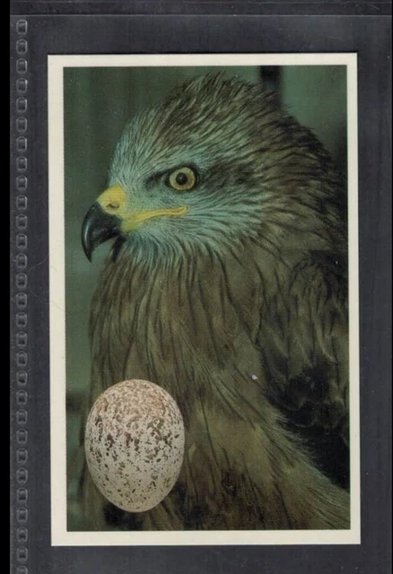 RED KITE - 25 + year old English Trade Card # 66