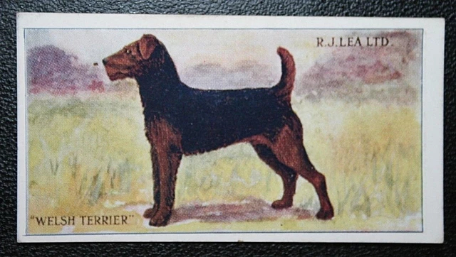 WELSH TERRIER   Original 1920's Vintage Card  VC03