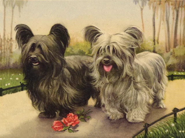 Skye Terrier Charming Dog Greetings Note Card Two Cute Dogs