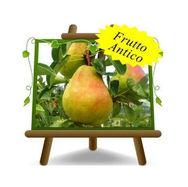Noisetier 'Romana' En Pot - Arbre Fruitier Ancien, Hauteur 150-170 Cm, âge 2 Ans