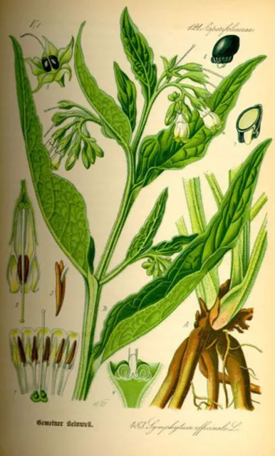 100 Graines de Consoude Officinale Symphytum officinale NON traitées ENGRAIS BIO 2