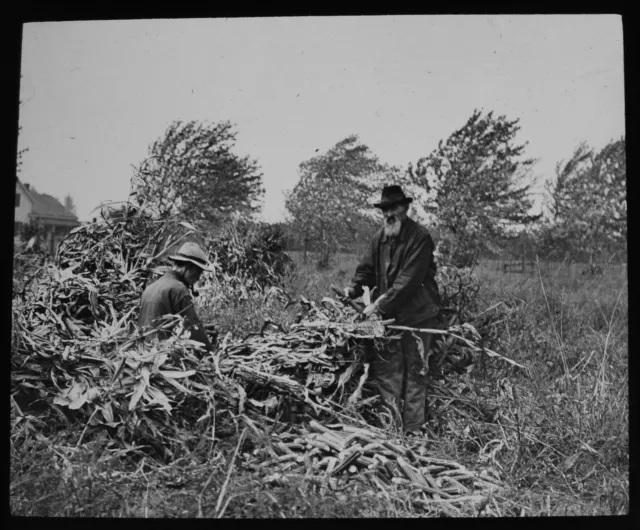 HUSKING CORN - ONTARIO CANADA C1913 Magic Lantern Slide PHOTO FARMING